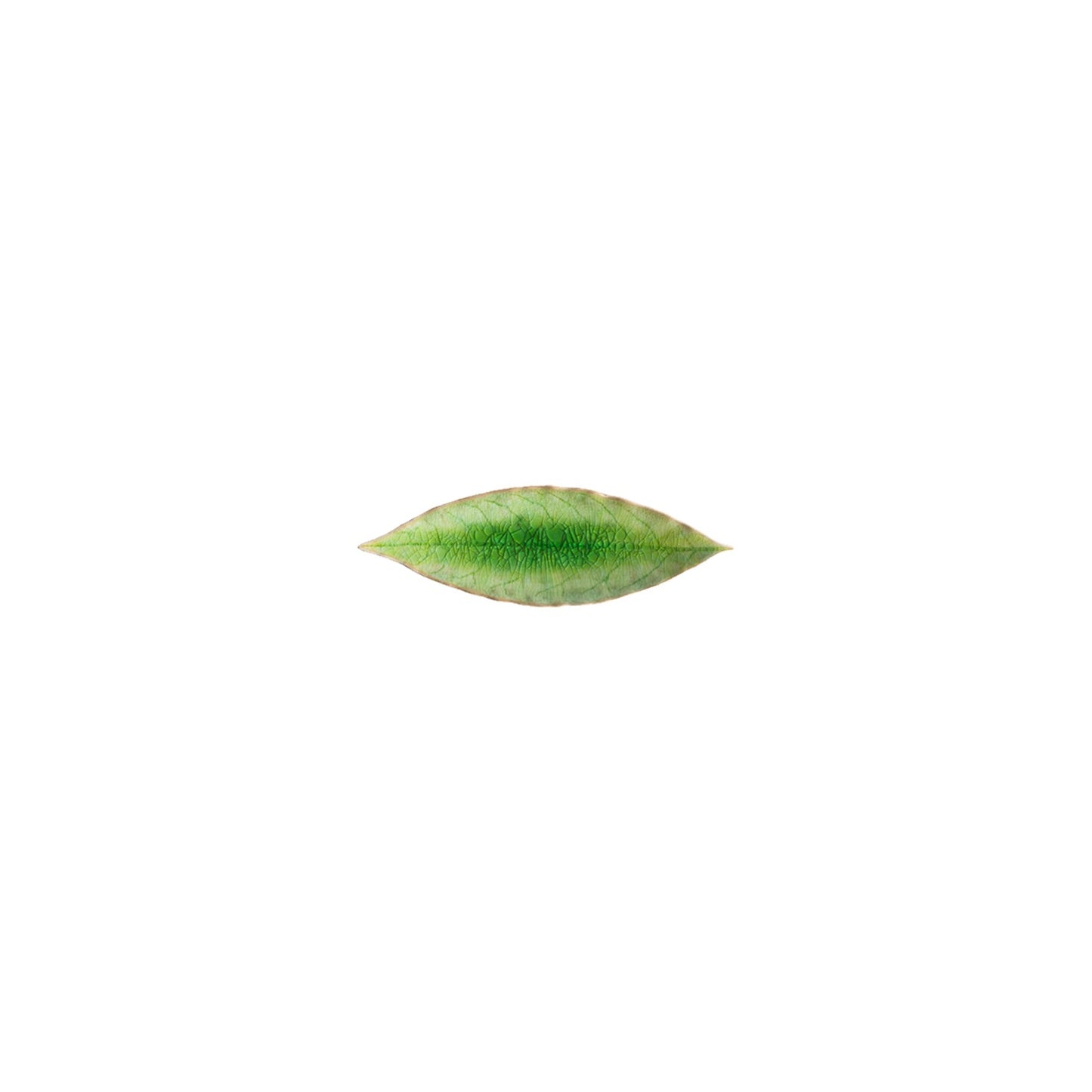 Laurel Leaf Riviera