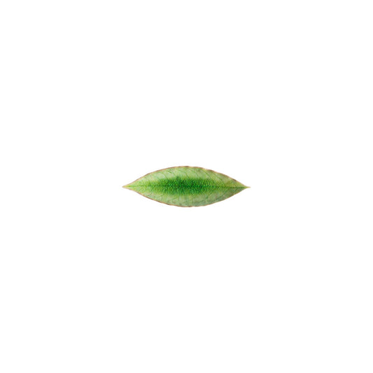Laurel Leaf Riviera