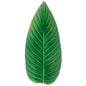 GIFT STRELIZIA LEAF 40 RIVIERA